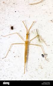 Attēlu rezultāti vaicājumam “Ranatra linearis”