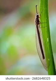 Attēlu rezultāti vaicājumam “Myrmeleontidae imago”