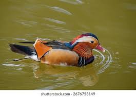 Attēlu rezultāti vaicājumam “Aix galericulata”