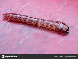 Attēlu rezultāti vaicājumam “Cerambycidae larva”