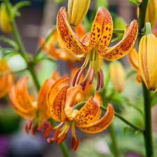 Attēlu rezultāti vaicājumam “Lilium martagon”