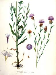 Attēlu rezultāti vaicājumam “Centaurea jacea fruit”