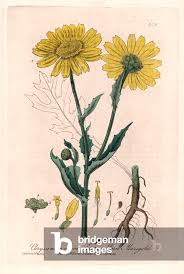 Image result for Chrysanthemum segetum