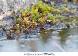 Attēlu rezultāti vaicājumam “Polytrichum piliferum”