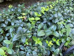 Attēlu rezultāti vaicājumam “Vinca minor leaf”