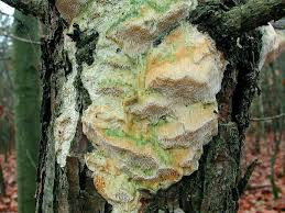 Attēlu rezultāti vaicājumam “Diplomitoporus flavescens”