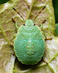 Attēlu rezultāti vaicājumam “Palomena prasina”