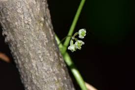 Attēlu rezultāti vaicājumam “Menispermum dauricum leaf”