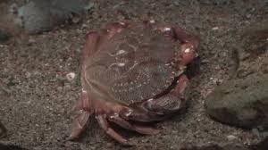 Image result for Cancer irroratus