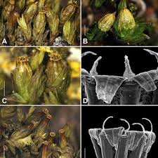 Attēlu rezultāti vaicājumam “Orthotrichum pumilum sporophyte”