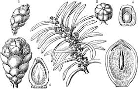 Attēlu rezultāti vaicājumam “Taxus baccata male flower”
