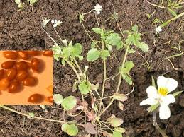 Attēlu rezultāti vaicājumam “Viola arvensis leaf”