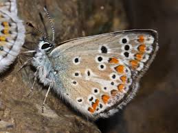 Attēlu rezultāti vaicājumam “Aricia artaxerxes  male”