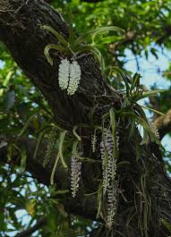Attēlu rezultāti vaicājumam “Herminium monorchis fruit”