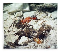 Attēlu rezultāti vaicājumam “Formica rufa”