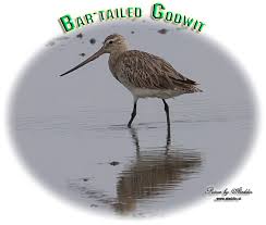 Attēlu rezultāti vaicājumam “Limosa lapponica adult”