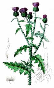 Attēlu rezultāti vaicājumam “Carduus crispus”