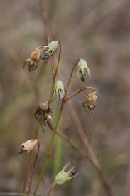 Attēlu rezultāti vaicājumam “Campanula cervicaria bud”