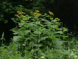 Image result for Telekia speciosa
