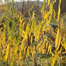 Attēlu rezultāti vaicājumam “Salix daphnoides subsp. acutifolia”