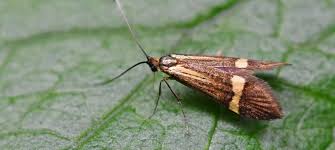 Attēlu rezultāti vaicājumam “Adelidae”