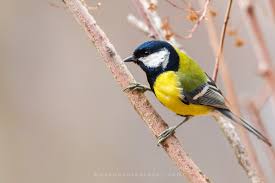 Attēlu rezultāti vaicājumam “Parus major female”