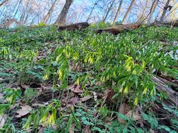 Attēlu rezultāti vaicājumam “Uvularia grandiflora”