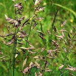 Attēlu rezultāti vaicājumam “Festuca rubra subsp. rubra fruit”