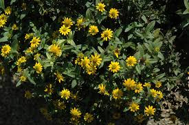 Image result for Sanvitalia procumbens