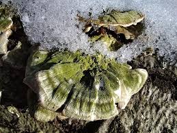 Attēlu rezultāti vaicājumam “Cerrena unicolor”