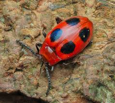 Attēlu rezultāti vaicājumam “Endomychus coccineus”
