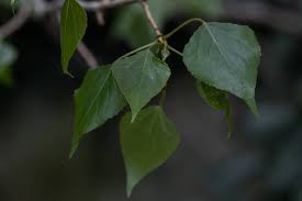 Attēlu rezultāti vaicājumam “Populus nigra leaf”