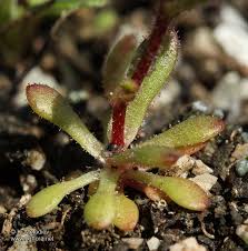 Attēlu rezultāti vaicājumam “Saxifraga tridactylites leaf”