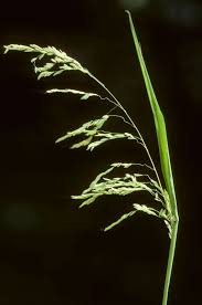 Attēlu rezultāti vaicājumam “Leersia oryzoides”