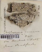 Attēlu rezultāti vaicājumam “Arthonia leucopellaea”