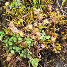 Attēlu rezultāti vaicājumam “Drosera rotundifolia”