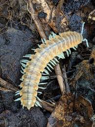 Attēlu rezultāti vaicājumam “Mycosphaerella millegrana”