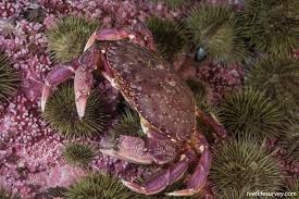 Image result for Cancer irroratus