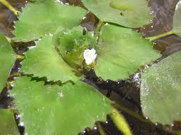 Attēlu rezultāti vaicājumam “Trapaceae”