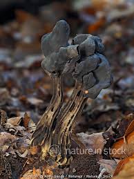 Attēlu rezultāti vaicājumam “Helvella lacunosa”