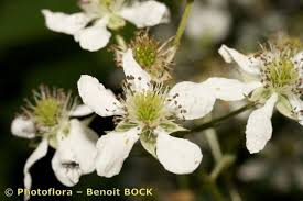 Attēlu rezultāti vaicājumam “Rubus plicatus flower”