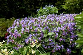 Attēlu rezultāti vaicājumam “Pulmonaria saccharata”