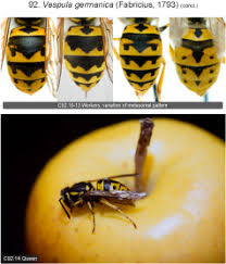 Attēlu rezultāti vaicājumam “Vespula germanica male”