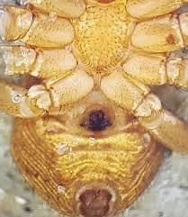 Attēlu rezultāti vaicājumam “Xysticus bifasciatus”