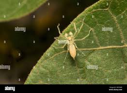 Attēlu rezultāti vaicājumam “Cheiracanthium sp.”