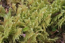 Attēlu rezultāti vaicājumam “Ptilium crista-castrensis”