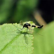 Attēlu rezultāti vaicājumam “Cricotopus”