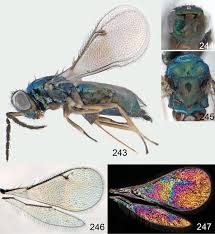 Attēlu rezultāti vaicājumam “Cystiphora sanguinea larva”
