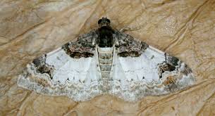 Attēlu rezultāti vaicājumam “Catarhoe cuculata”