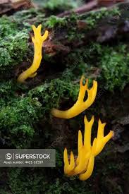 Attēlu rezultāti vaicājumam “Calocera viscosa”